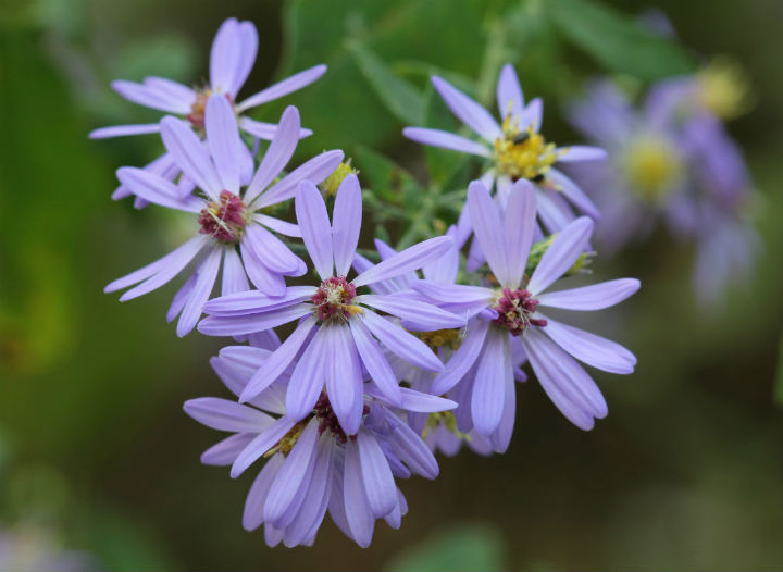 Asters